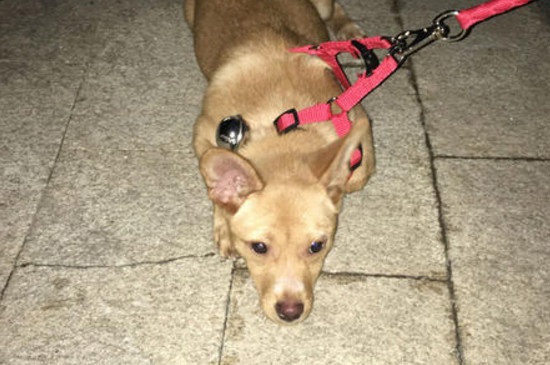 哑巴狗有什么症状