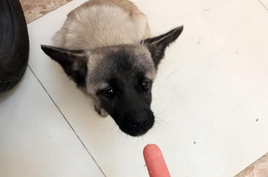 哑巴狗有什么症状