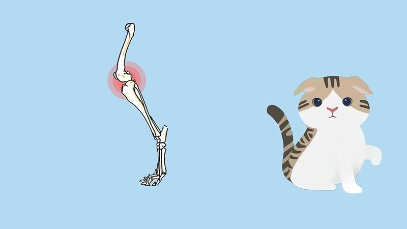 折耳猫一定会发病吗