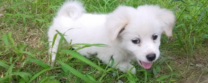 一,狗疑患犬眼虫病