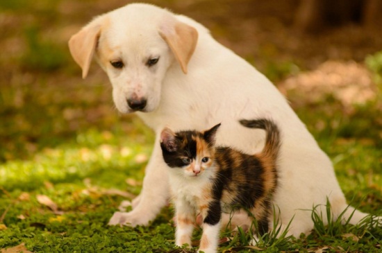 猫狗身上的寄生虫 —【宠物圈】