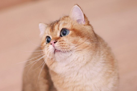 英短金渐层的颜值很高,这种猫咪的全身都带着淡淡的金色,看上去十分的