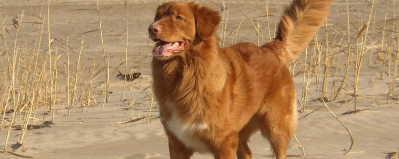 狗狗大全  红毛猎犬全称为新斯科舍诱鸭寻回犬,是一种中型犬,身高43