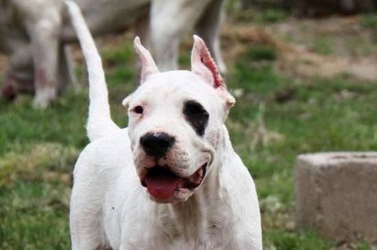 怎么看杜高纯不纯