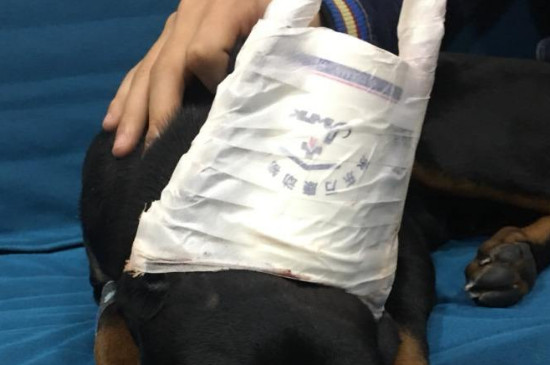 自制狗狗纸杯立耳器