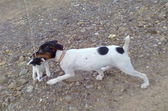 太仓犬如何看纯度