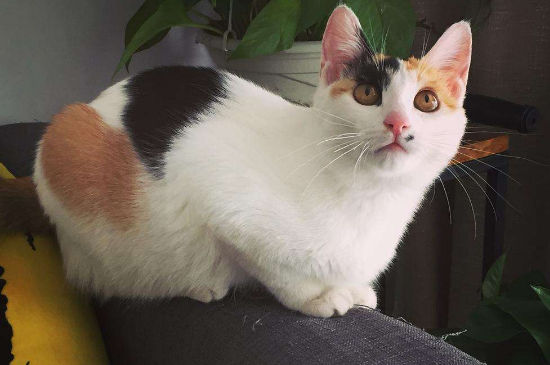 楼楼是什么品种的猫