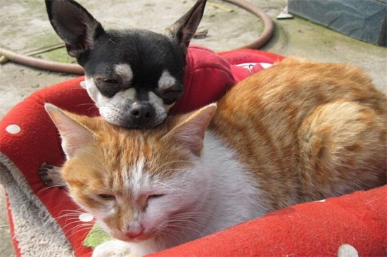 狗为什么喜欢追猫