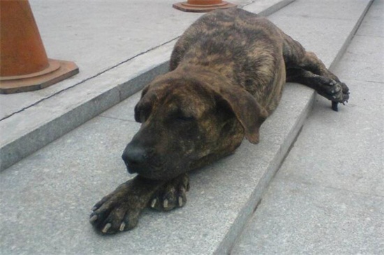 虎皮狗是什么狗