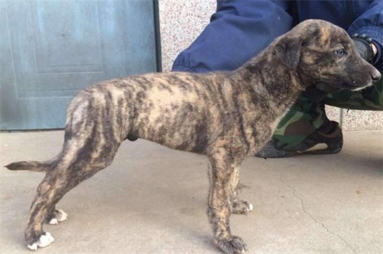 虎皮狗是什么狗