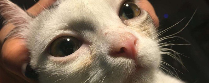 猫咪大全  三种情况下猫咪的鼻子会特别红,第一,天气寒冷,主人需要