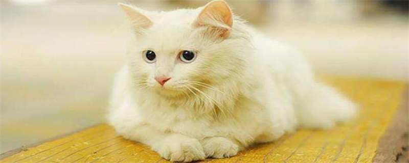 十二星座适合养的猫-轻博客
