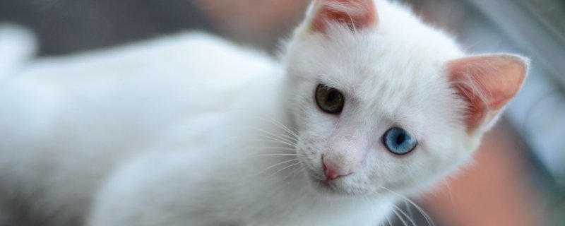 猫睡觉时抽搐怎么回事