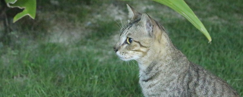 猫绦虫会传染给人吗-轻博客