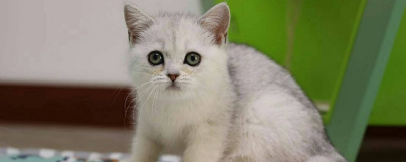 猫咪多大可以绝育