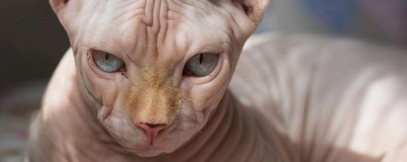 比鲁斯猫大概多钱一只