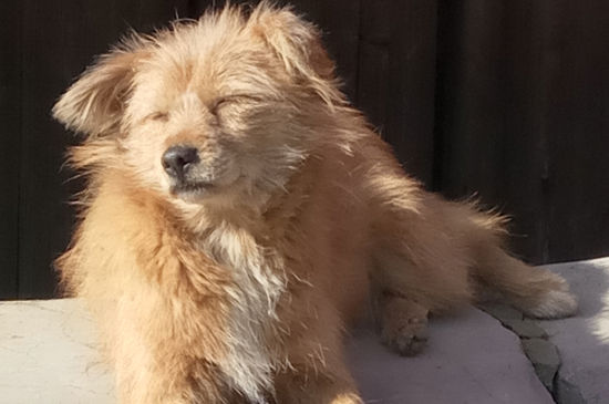 小狗腿弯可以恢复吗