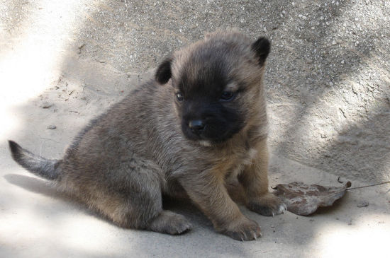 小狗腿弯可以恢复吗