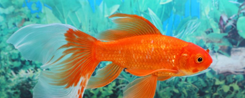 金鱼尾巴烂了能加盐吗