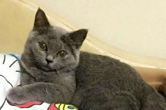 猫咪大全  蓝猫和暹罗猫交配串出来的小猫,毛发可能是灰,米白等颜色