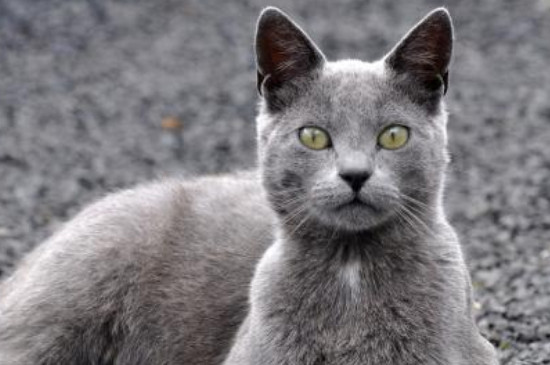 中华田园猫有灰色吗图片