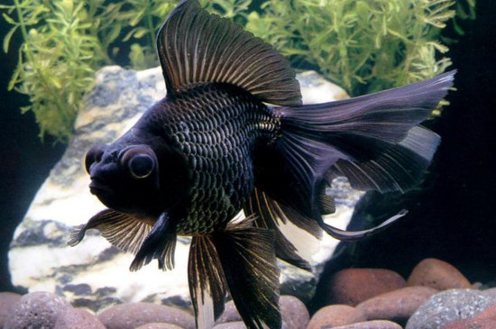 饲养黑牡丹等黑色的金鱼时,方法和其它金鱼一样,注意喂食量和定期更换