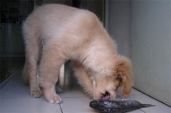 小狗会不会撑死