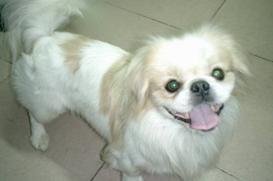 京巴串串狗的通病