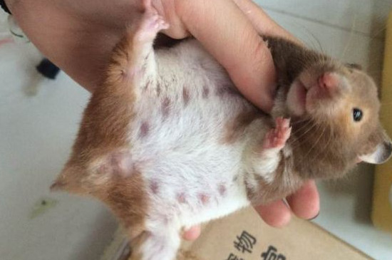仓鼠怀孕的大肚子的图图片