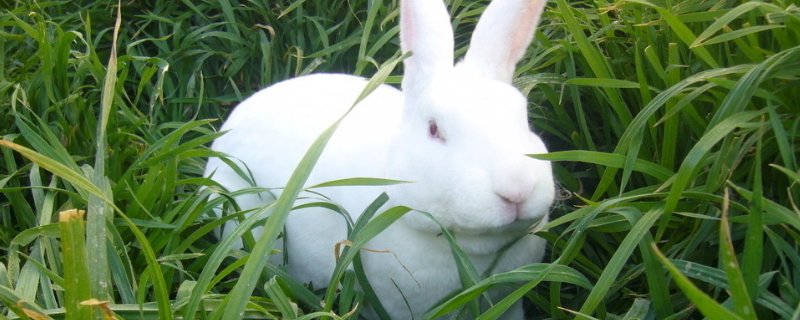 兔子公母有几种分辨法