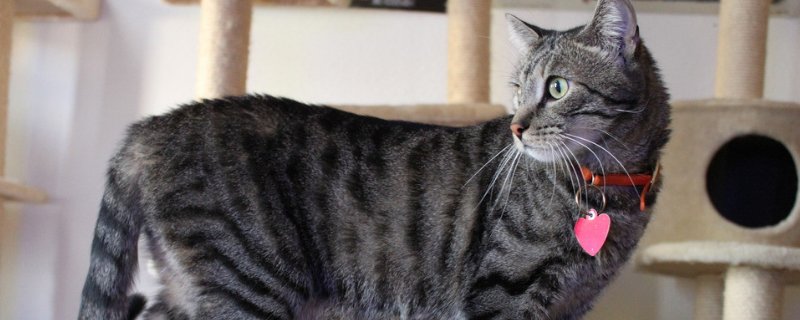 猫无征兆突然死亡