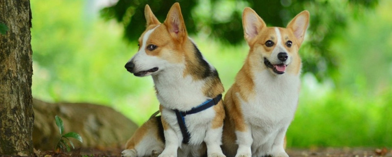 柯基不立耳是不是不纯