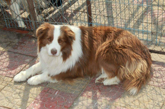 狗狗资讯  常见的边牧有黑白,棕白,红白,金边等,较为稀有的有蓝黑陨石