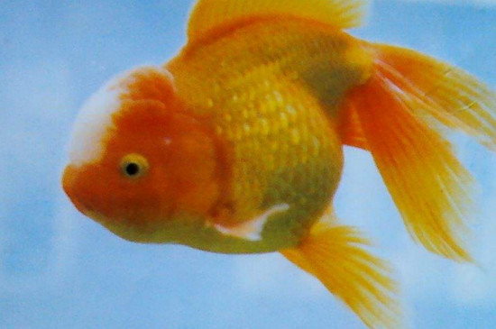 中国十大名贵金鱼