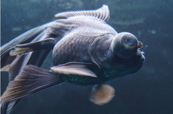 中国十大名贵金鱼