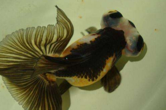 中国十大名贵金鱼