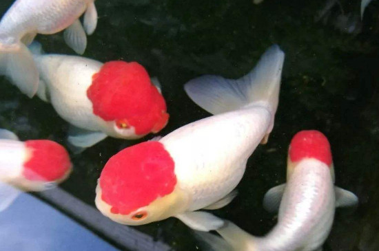 中国十大名贵金鱼