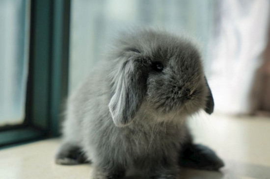 为什么垂耳兔脾气大