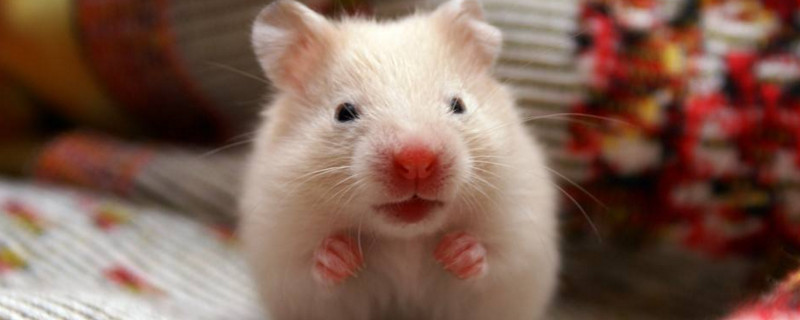 最好是用铁盒子装入仓鼠的尸体并密封,埋入较深的土壤内