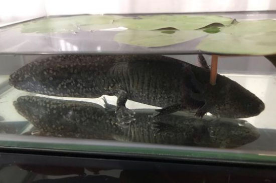 宠物鱼  水质对于六角龙鱼的健康也很重要,较差的水