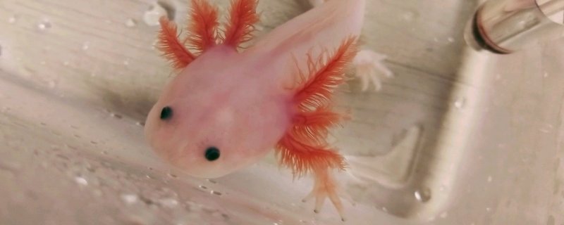 六角龙，六角龙鱼怎么养