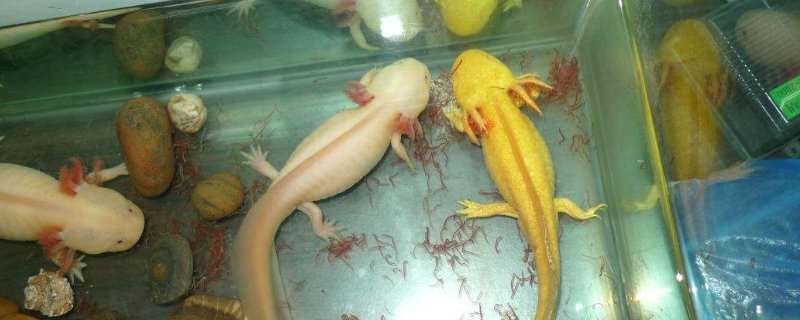 六角龙鱼下崽前兆