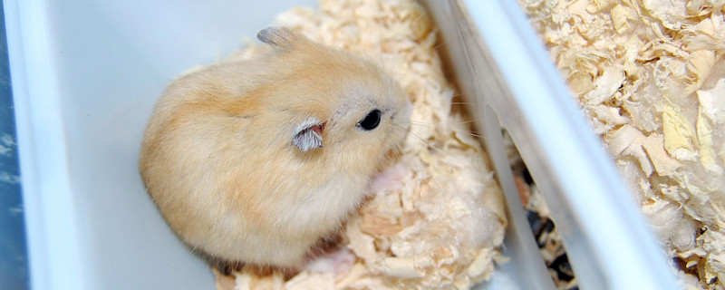 金狐仓鼠性格凶吗