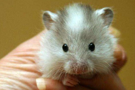 新手如何养好银狐仓鼠