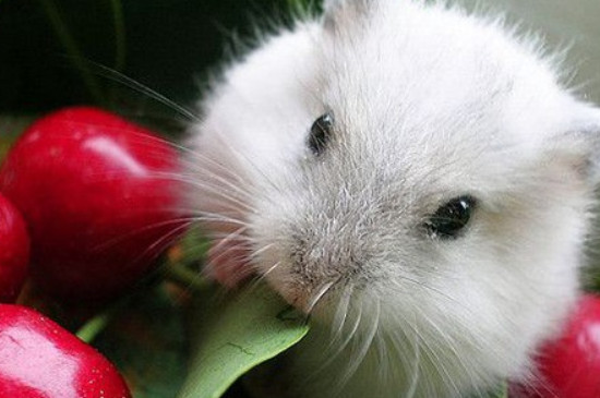 仓鼠遇到老鼠会怎么样