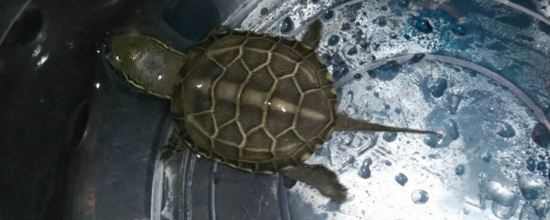 中华草龟买多大的好养