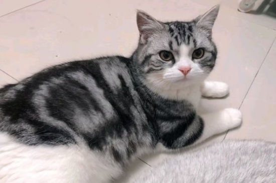 猫咪大全  美短的精力也比较旺盛,当主人休息了,它