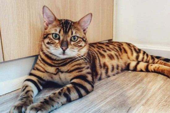 猫咪大全  其实虎猫和豹猫的区别不是很大,它们主要是毛发,体型,性格