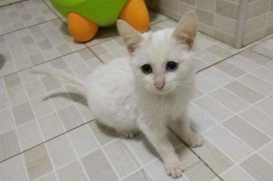 猫生小猫为什么会死