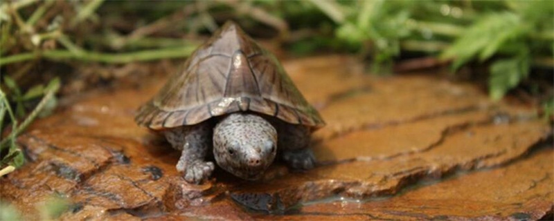 怎么判断乌龟有白眼病